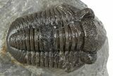 Detailed Gerastos Trilobite Fossil - Morocco #345149-1